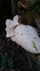 Trametes suaveolens
