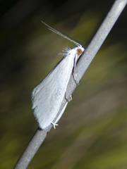 Tipanaea patulella