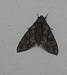 Cocytius antaeus