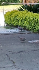 Columba guinea phaeonota