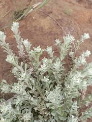Helichrysum odoratissimum