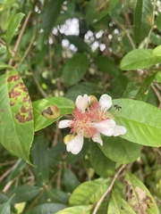 Tetracera indica