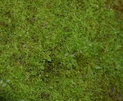 Solenostoma gracillimum