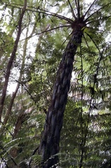 Cyathea cunninghamii