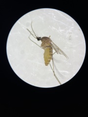 Culex quinquefasciatus