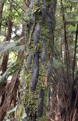 Cyathea cunninghamii