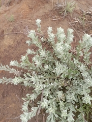 Helichrysum odoratissimum