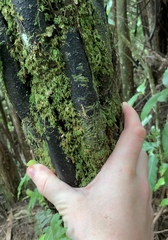 Cyathea cunninghamii