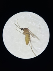 Culex quinquefasciatus