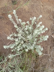 Helichrysum odoratissimum