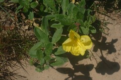 Oenothera drummondii