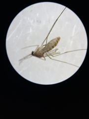 Culex quinquefasciatus
