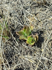 Crassula capitella