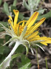 Berkheya coriacea
