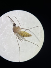 Culex quinquefasciatus