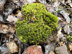 Pseudocrossidium crinitum