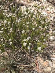 Phylica ericoides