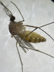 Culex quinquefasciatus