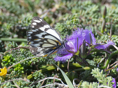 Belenois java teutonia