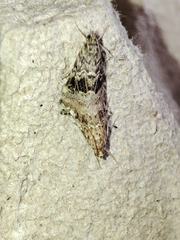 Hellula undalis