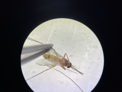 Culex quinquefasciatus