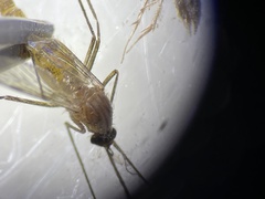 Culex quinquefasciatus