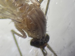 Culex quinquefasciatus