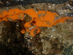 Botrylloides violaceus