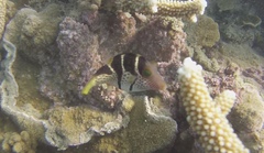 Canthigaster valentini