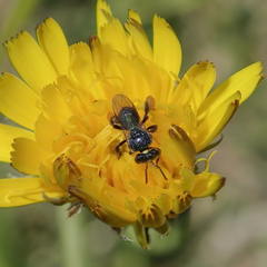 Tetragonula carbonaria