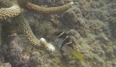 Canthigaster valentini