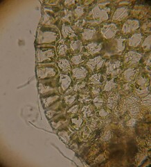 Solenostoma gracillimum