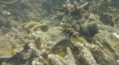 Canthigaster valentini