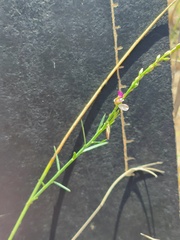 Polygala hottentotta