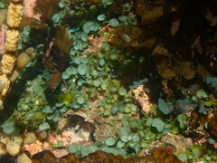 Caulerpa chemnitzia