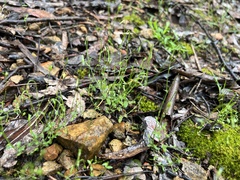 Wahlenbergia gracilis