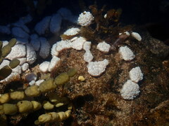 Eudistoma elongatum