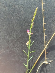 Polygala hottentotta