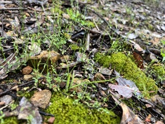 Wahlenbergia gracilis