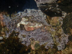 Botrylloides leachii