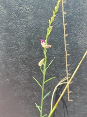 Polygala hottentotta