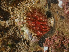 Phlyctenanthus australis