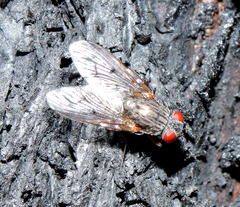 Muscidae