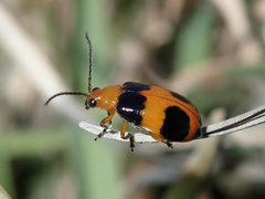 Aulacophora hilaris