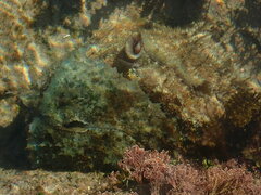 Dolabella auricularia