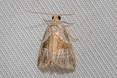 Maliattha separata