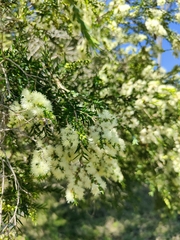 Melaleuca bracteata