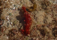 Plocamopherus imperialis