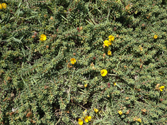 Pultenaea maritima