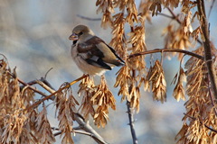 Coccothraustes coccothraustes